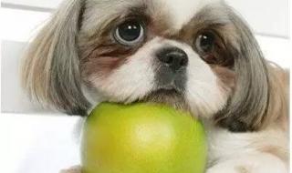 刚满月的小狗可以吃水果么