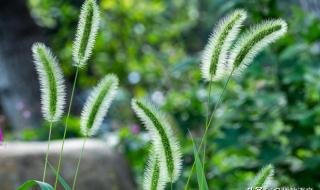 观察周围的植物日记 观察植物的作文