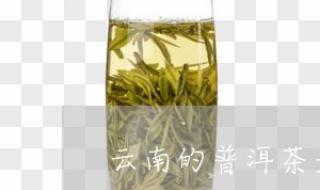 普洱茶属于红茶还是花茶 普洱茶是一种什么茶